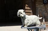 WESTIE - BROSSAGE 103